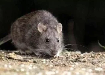 Salud brinda recomendaciones para la prevención contra el Hantavirus
