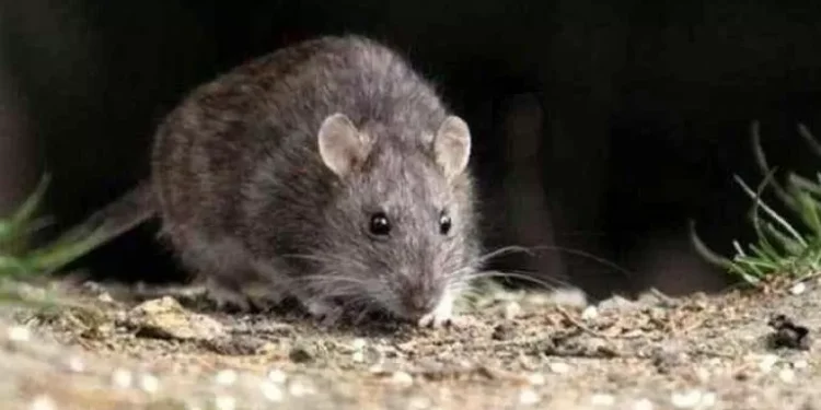 Salud brinda recomendaciones para la prevención contra el Hantavirus
