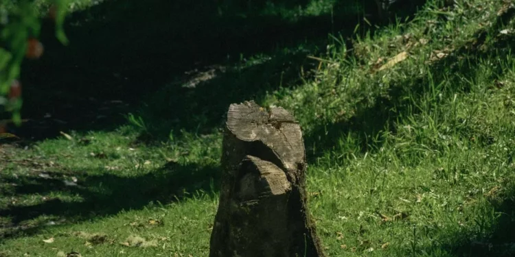 “La importancia de la gratitud en nuestra vida”