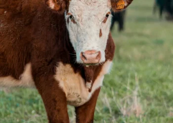 “La Economía en crisis: Un análisis actual”