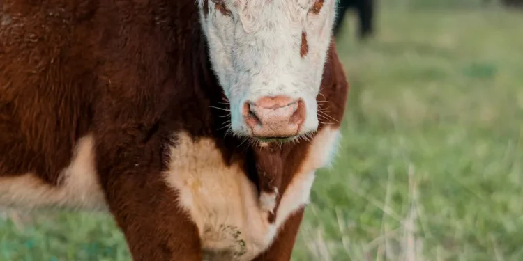 “La Economía en crisis: Un análisis actual”