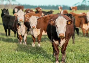 “El poder de la economía en la sociedad moderna”