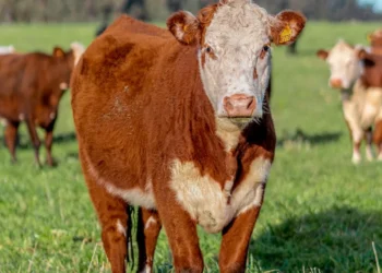 “La importancia de una gestión económica responsable”