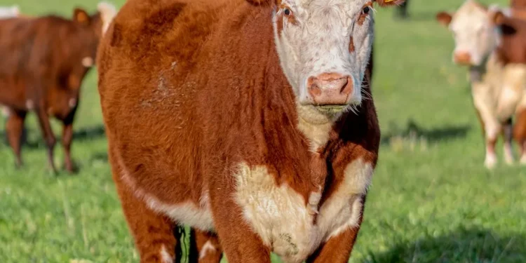 “: Impacto de crisis y pandemias en el mundo”