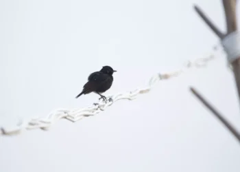 “La importancia de la salud para alcanzar nuestras metas”