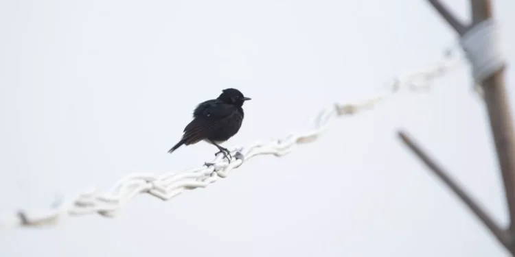 “La importancia de la salud para alcanzar nuestras metas”