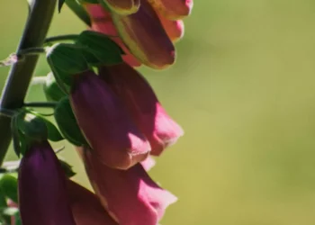 “Vive plenamente cuidando tu salud junto a tus seres queridos”