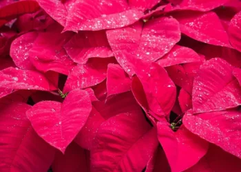 “Inspiración y motivación: Historias positivas que merecen ser contadas”