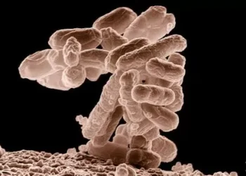 Brote de fiebre tifoidea en Ciudadela: seis personas internadas, dos de gravedad