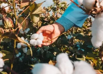 La cadena algodonera argentina mira alrededor de el exterior, pero con problemas productivos alrededor de el interior