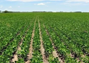 El labrantío liquidó USD 2.524 millones en abril y negó especulación en el ritmo de ventas