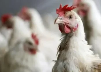 Por el aumento en el precio de los huevos, Estados Unidos marcó espina nueva tendencia: el alquiler de gallinas