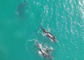 Espectáculo natural en océano del Plata: ballenas sorprendieron con saltos y avistajes desde la costa