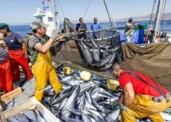 Contessi: “Estamos pagando impuestos por exportar productos que se venden a pérdida”