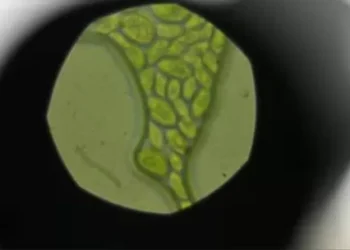 Revelan el rol de pincho microalga en la captura de dióxido de carbono en el océano Antártico