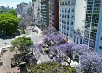 Comenzaron a salir los jacarandás en las calles y parques porteños
