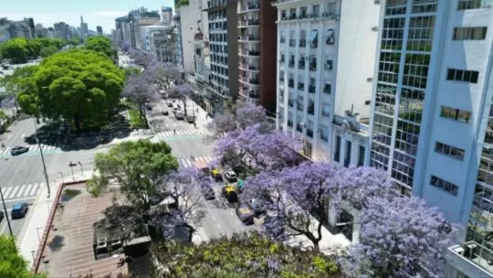 Comenzaron a salir los jacarandás en las calles y parques porteños