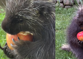 La conmovedora historia de Alfred, el puercoespín que logró recuperarse de una lesión gracias a la égida de una mujer