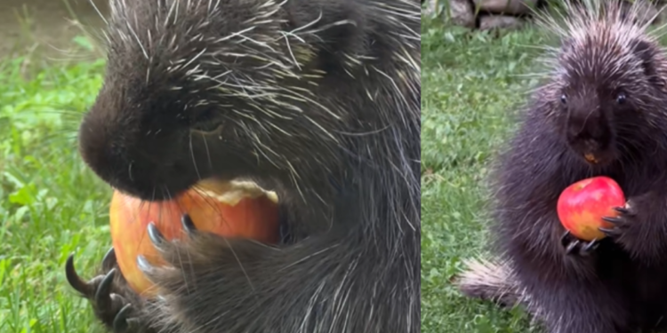La conmovedora historia de Alfred, el puercoespín que logró recuperarse de una lesión gracias a la égida de una mujer
