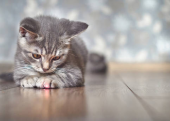 Esta es la guía para la lactación de su primer gato en casa: los errores que debe evitar y cuidados iniciales