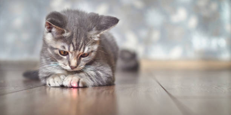Esta es la guía para la lactación de su primer gato en casa: los errores que debe evitar y cuidados iniciales