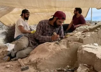 El CONICET comenzó la primera campaña transmitida en vivo para buscar fósiles de dinosaurios en la barbechera patagónica