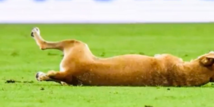 Lo llaman ‘Neymar’: el video del perro que fingió espina falta en un partido y conquistó corazones