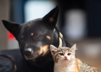 Cuando una fetiche muere es porque le salvó la vida a alguien en casa: el origen de una creencia de amor