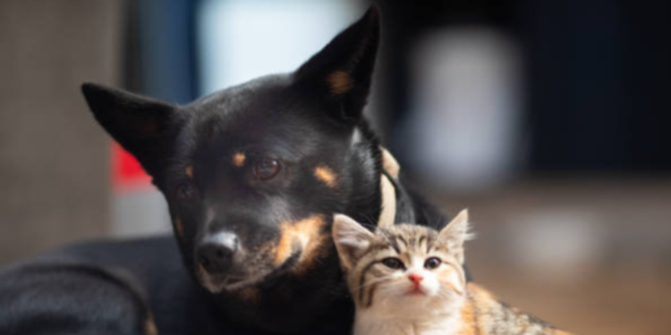 Cuando una fetiche muere es porque le salvó la vida a alguien en casa: el origen de una creencia de amor