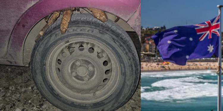 Mujer australiana encontró dos cangrejos gigantes en la rueda de su carro
