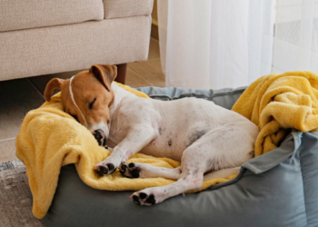 Si se muda a un país con zona horaria diferente, el modificación podría afectar a su perro