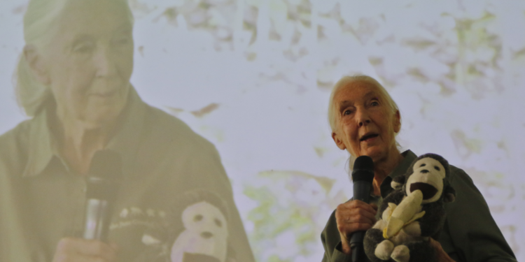 Revelan pincho de las últimas entrevistas de Jane Goodall, pionera en el prospección de los chimpancés, que pidió publicar después de su muerte