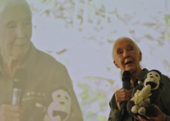 Revelan pincho de las últimas entrevistas de Jane Goodall, pionera en el prospección de los chimpancés, que pidió publicar después de su muerte