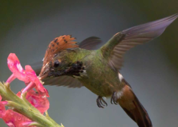 Estos son los 12 pueblos del vega del Cauca declarados como ‘ciudades de las aves’: ideales para el turismo ecológico