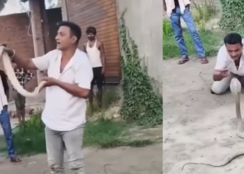 agradecido ‘domador’ de cobras falleció luego de ser mordido durante una demostración pública