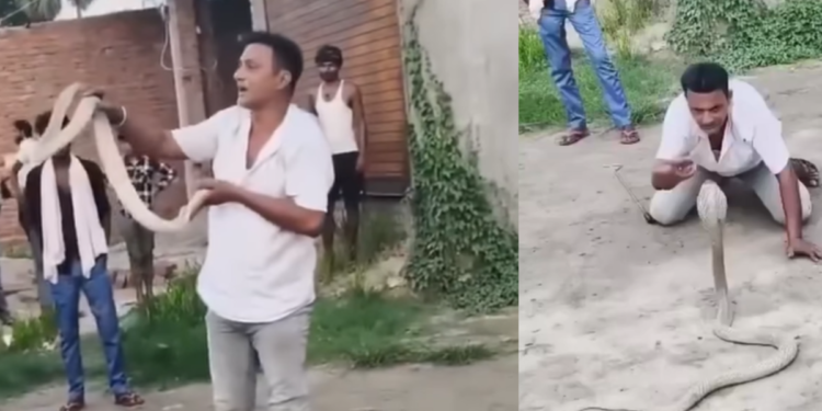 agradecido ‘domador’ de cobras falleció luego de ser mordido durante una demostración pública