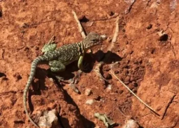 La Tierra al acera de una extinción masiva: “alerta roja” sobre 48.646 especies amenazadas