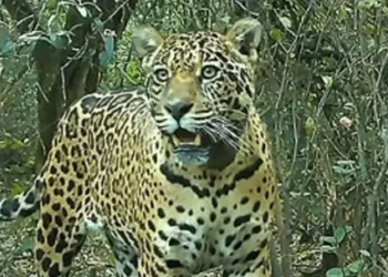 Continúa desaparecida la yaguareté Acaí en Chaco y calculan un daño ambiental rico