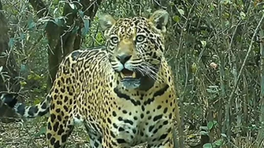 Continúa desaparecida la yaguareté Acaí en Chaco y calculan un daño ambiental rico