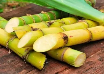 Jorge Freijó: “Tuvimos una zafra récord, no obstante los precios del azúcar están igual que hace dos años”