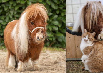 ‘Pumuckel’, el pequeño heroína de 52,6 cm al que sus dueños describen por comprometerse un ‘corazón gigante’ y cuyo mejor amigo es un gato
