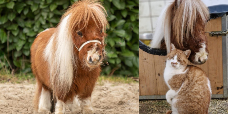 ‘Pumuckel’, el pequeño heroína de 52,6 cm al que sus dueños describen por comprometerse un ‘corazón gigante’ y cuyo mejor amigo es un gato