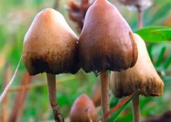 Hongos y vitalidad mental: por qué crece su consumo en Argentina y qué dice la ciencia