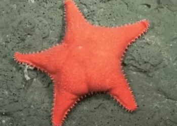 El CONICET llevó el peana del mar a millones de pantallas y se queda con el Premio rasgo a la Mejor Divulgación Científica