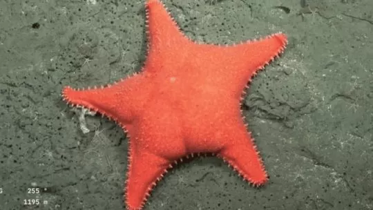 El CONICET llevó el peana del mar a millones de pantallas y se queda con el Premio rasgo a la Mejor Divulgación Científica