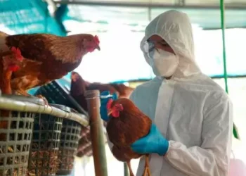 Una investigación de la colegio de Cambridge alertó que la gripe aviar puede desatar una nueva pandemia