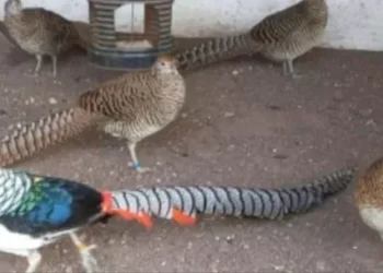 En La aniquilación rescataron más de 200 animales en peligro de extinción que eran vendidos a través de redes sociales