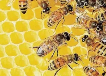 La apicultura argentina vive un repunte: producción seguro, más colmenas y precios impulsados por el dólar