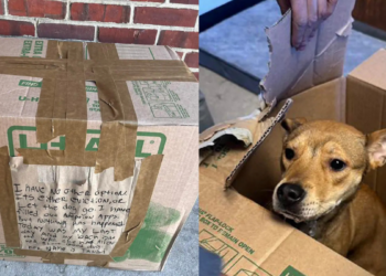 Abandonaron a una perrita en una caja con una desgarradora carta: ‘Estoy contra la barrera’