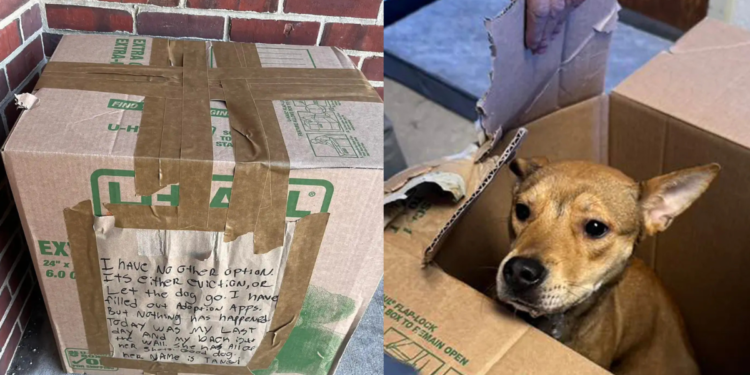 Abandonaron a una perrita en una caja con una desgarradora carta: ‘Estoy contra la barrera’